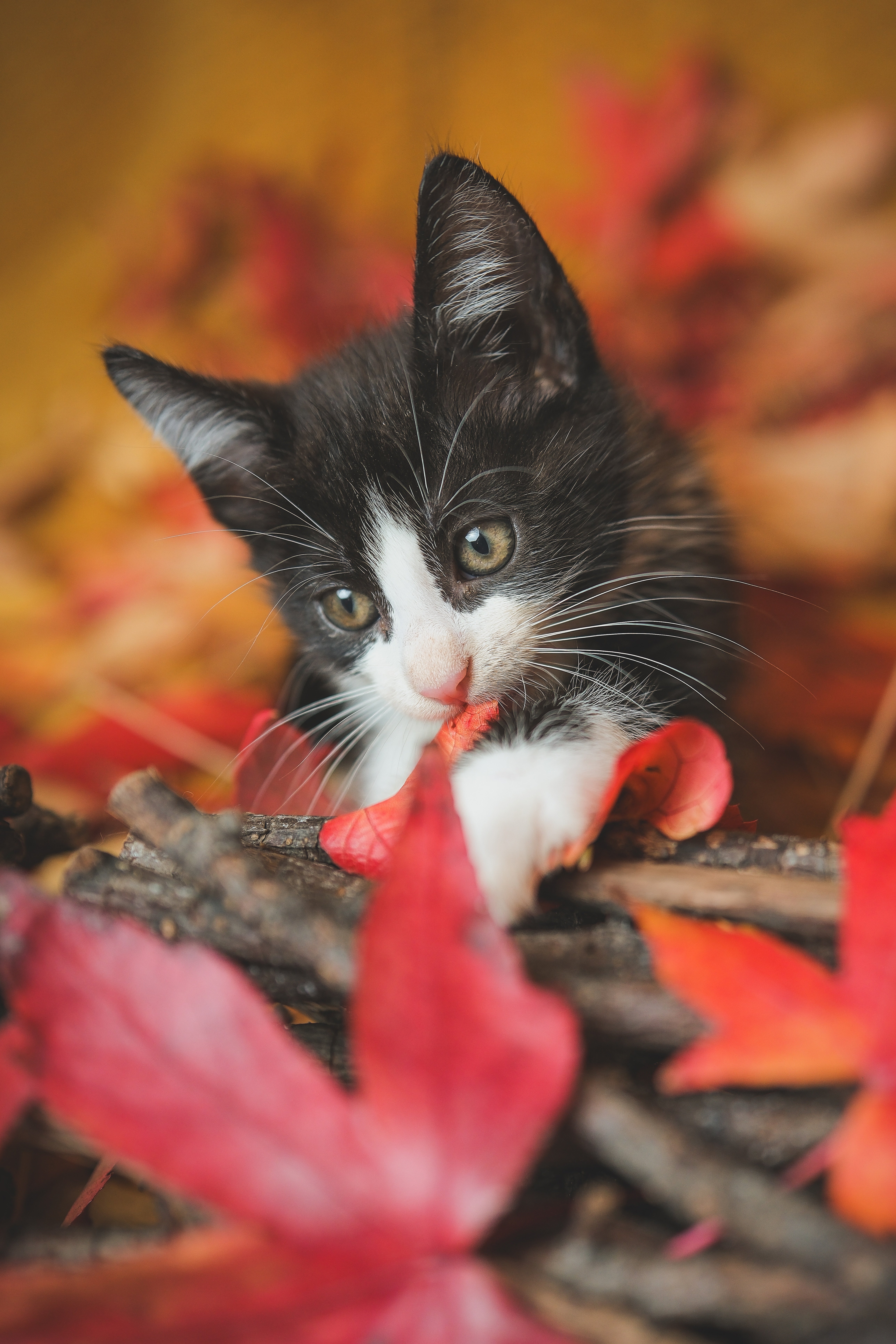 Owners warned of the symptoms of cat flu.