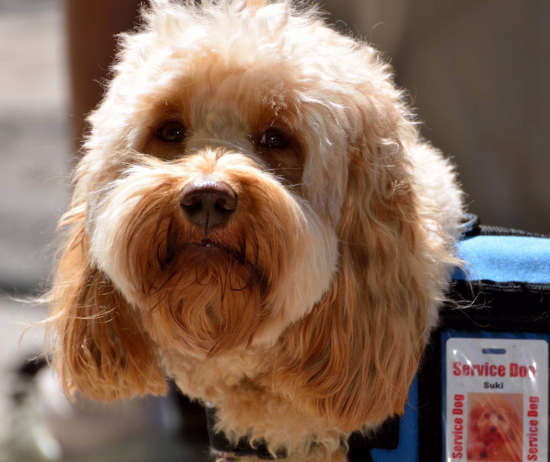 Assistance dog refused entrance to taxi.