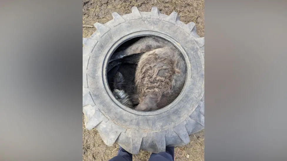 Pony freed from tyre by RSPCA