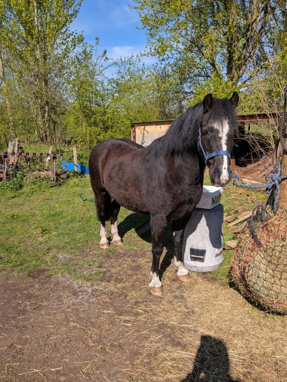Black Cob stolen from Alsager