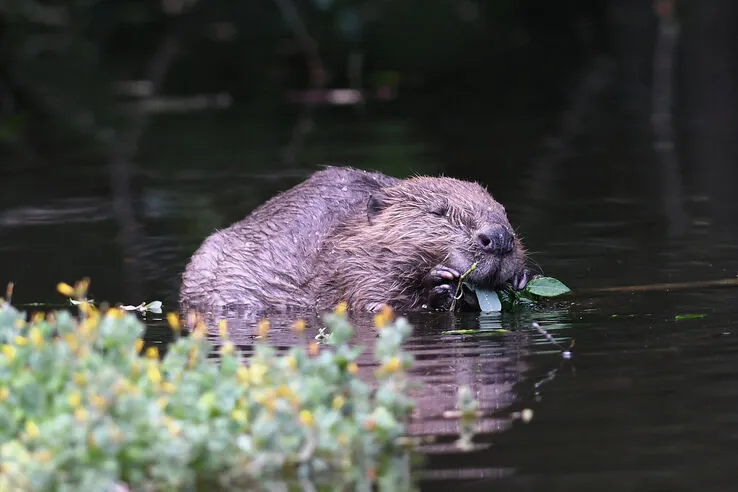 Wild beavers breading in the county.