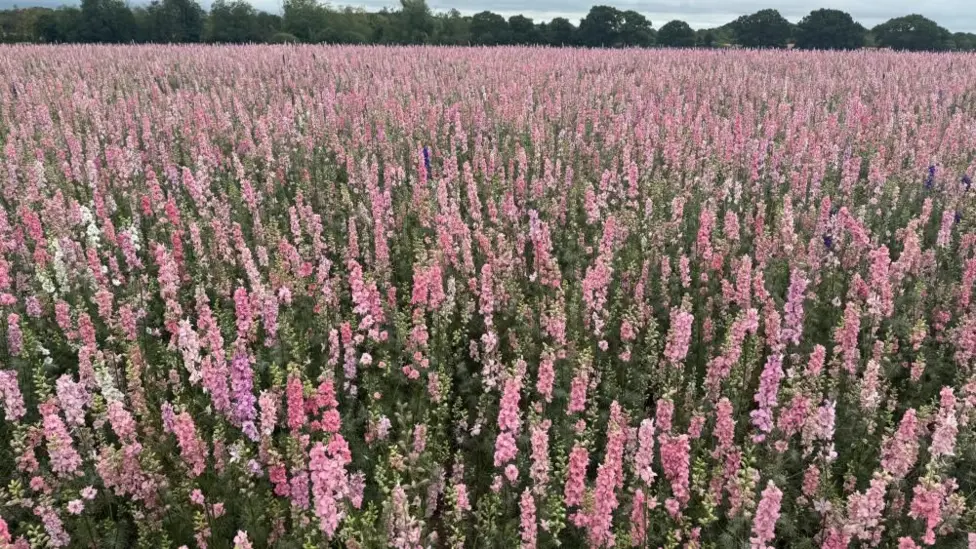 Petals struggling with weather conditions