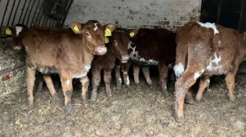 Staffordshire livestock farmer from Uttoxeter fined for animal welfare failings