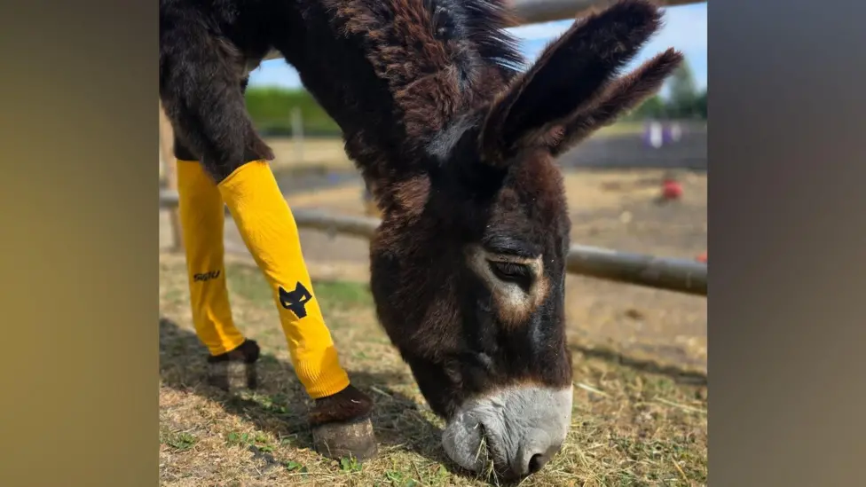 Donkeys get unlikely support from Wolves