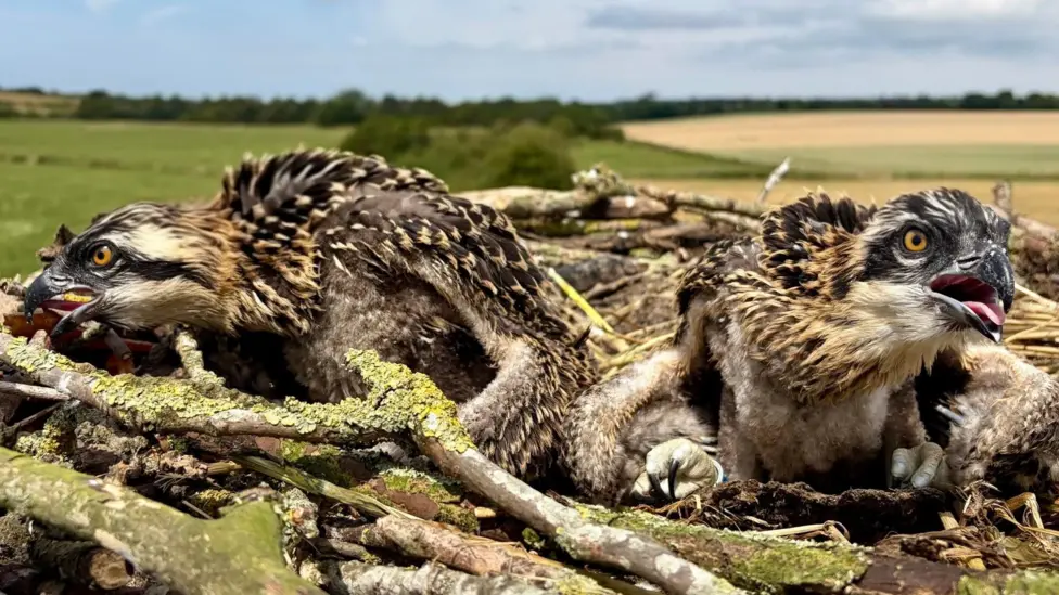 Four osprey chicks fledged despite challenges