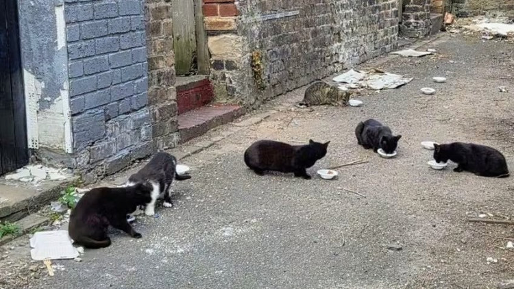 Cat rescues being pushed to breaking point