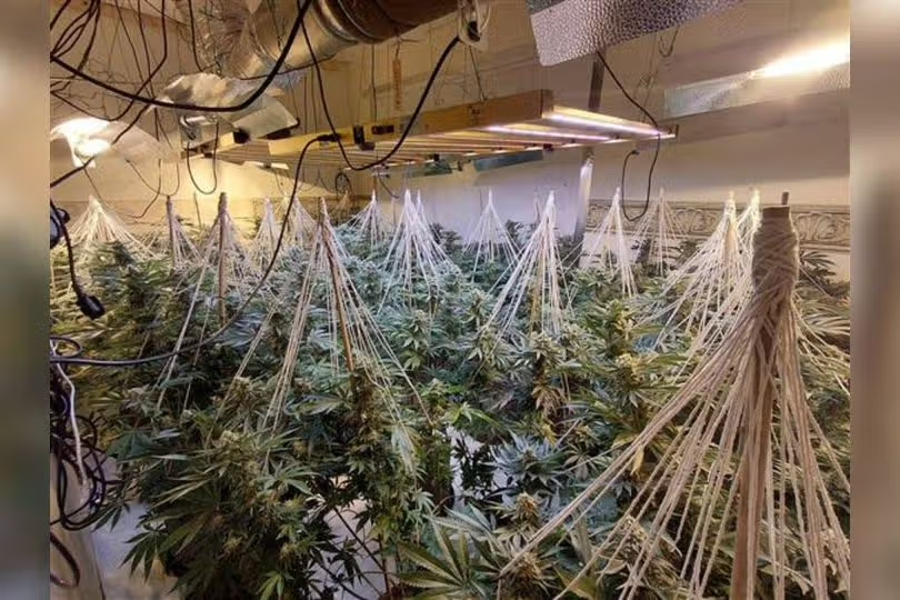 Cannabis grow discovered
