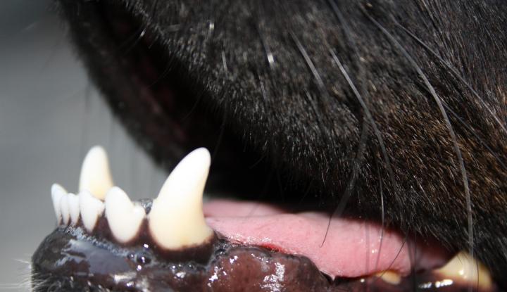 Whitchurch woman pleads guilty to having an out of control dog